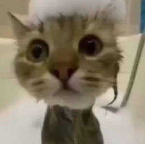 Meet your Posher, Latelatkat